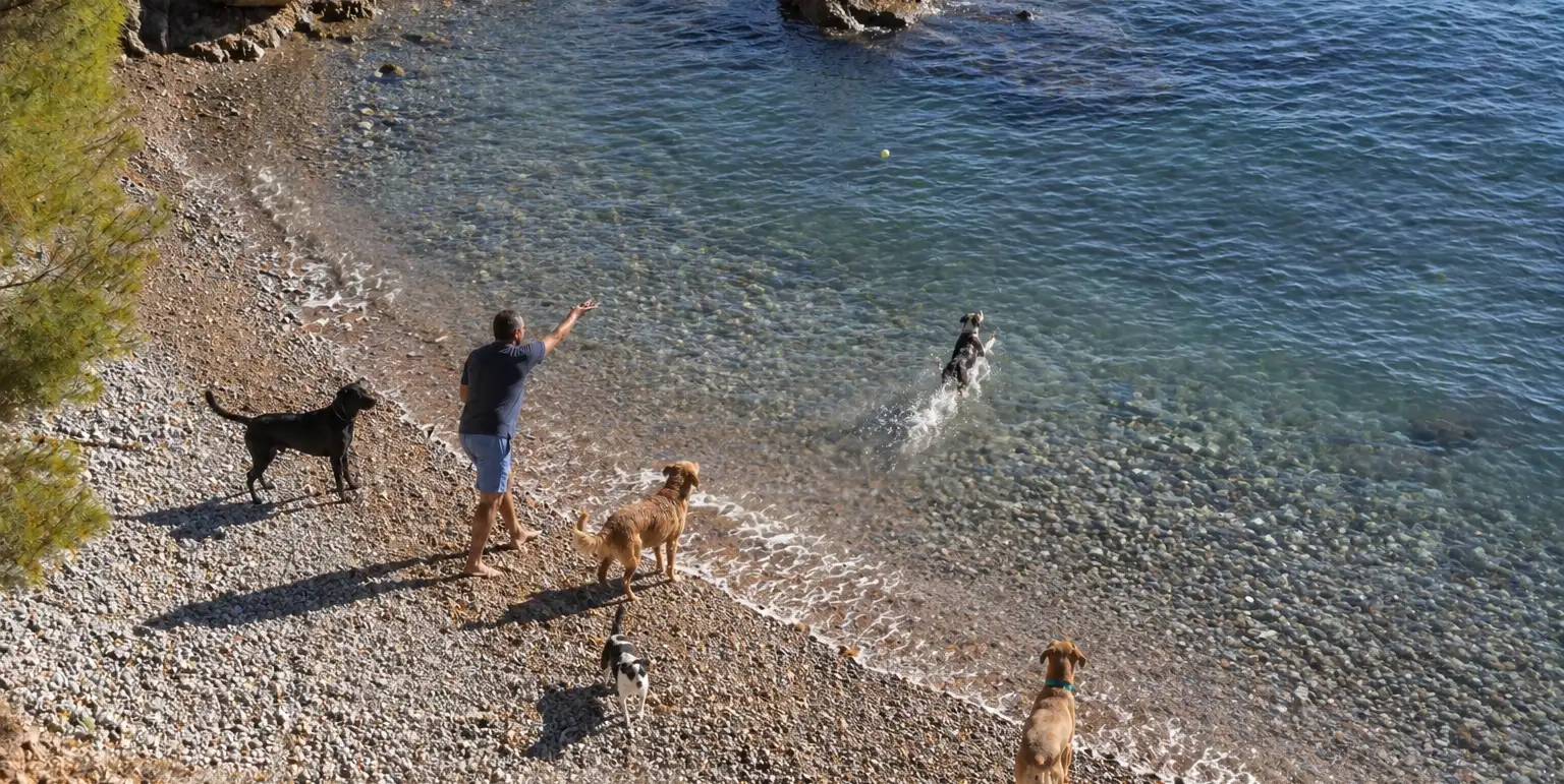 Hunde toben am Hundestrand der Costa Blanca – Spielen im Wasser an einer ruhigen Bucht